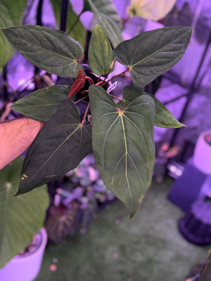 Anthurium carlablackiae RA15 x ustuopoense