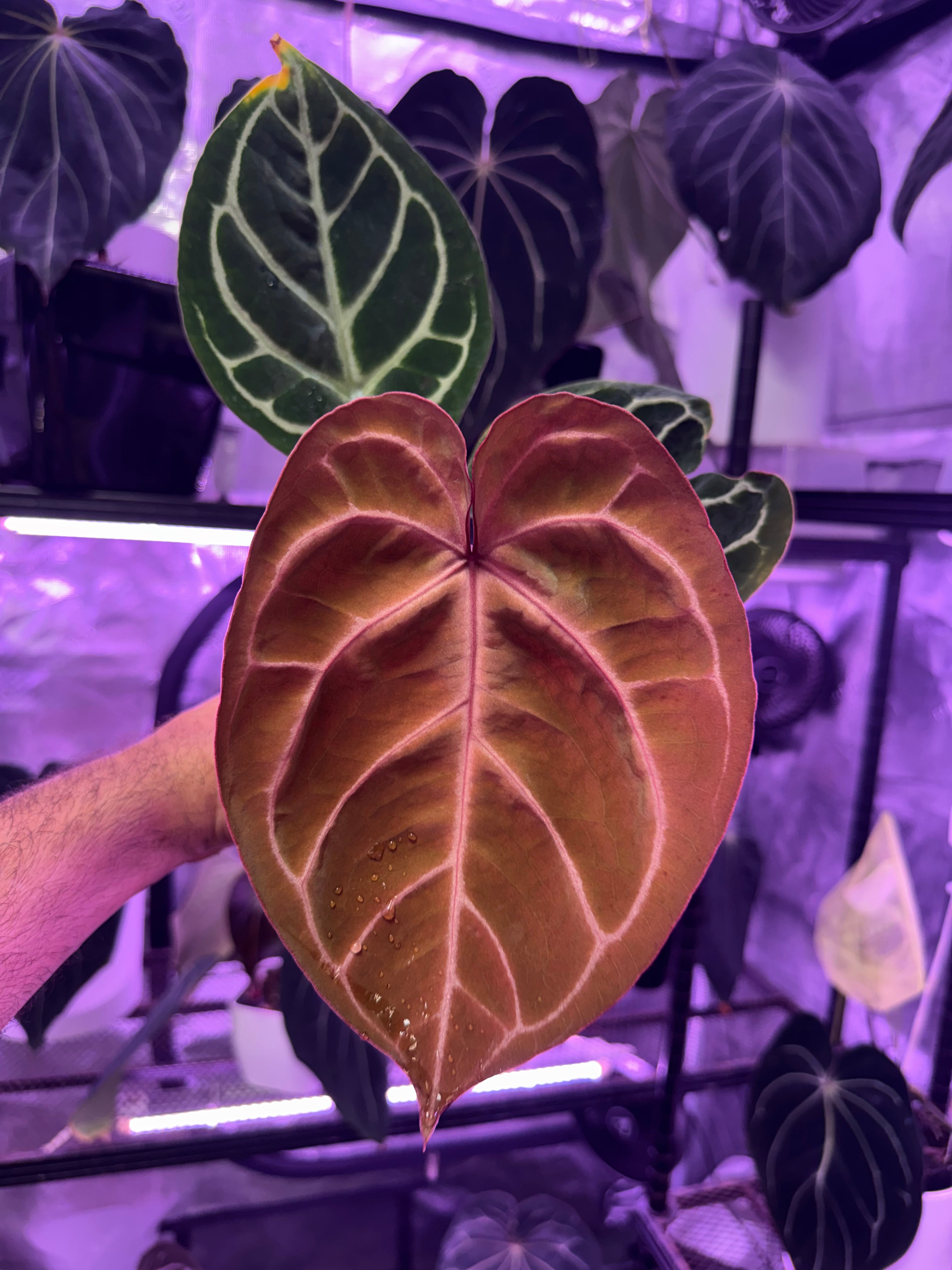 SKG Anthurium dorayaki x “Dream Weaver”