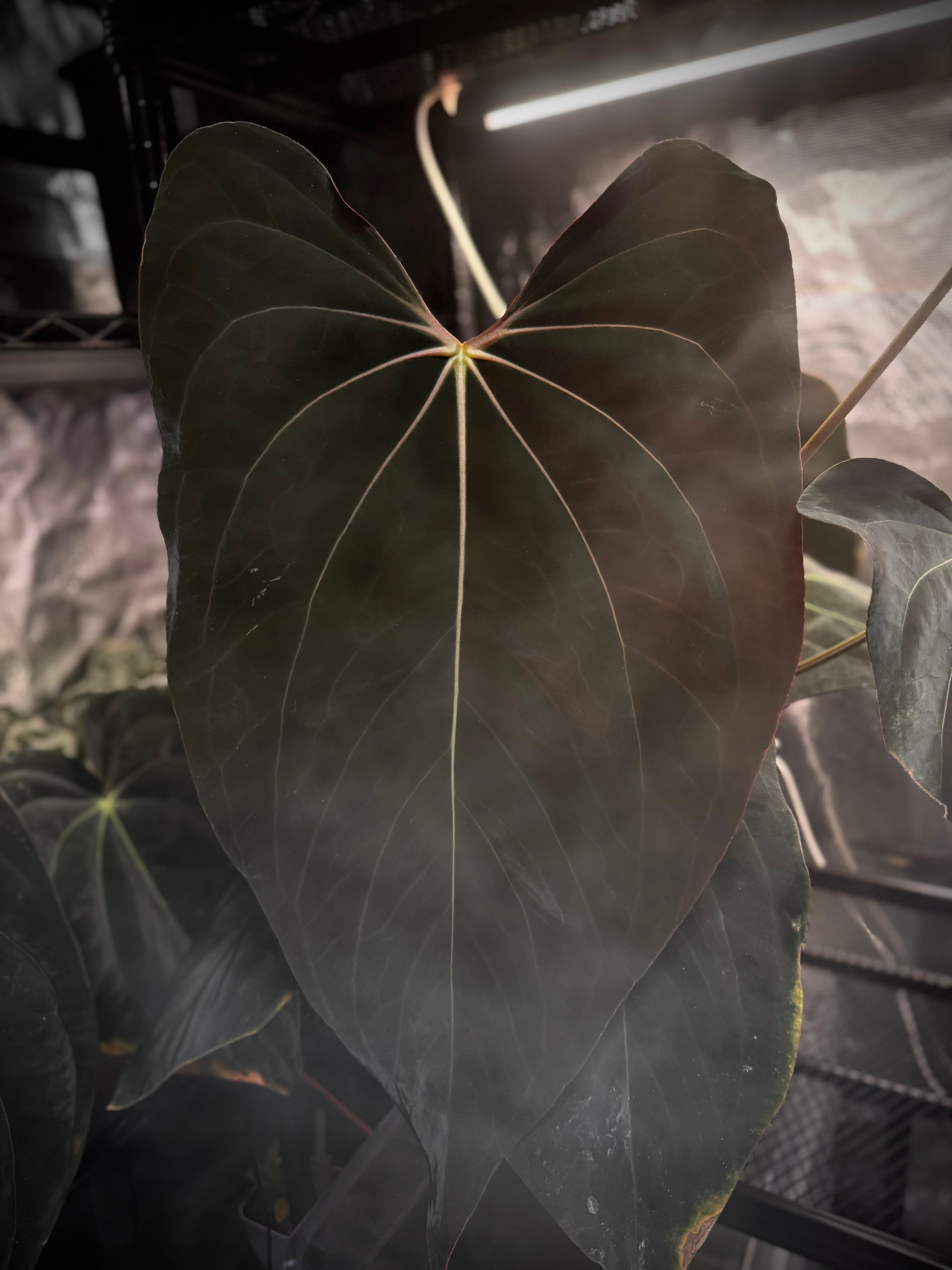 Anthurium (carlablackiae x sp. nov. DF) X 'Bunsen'