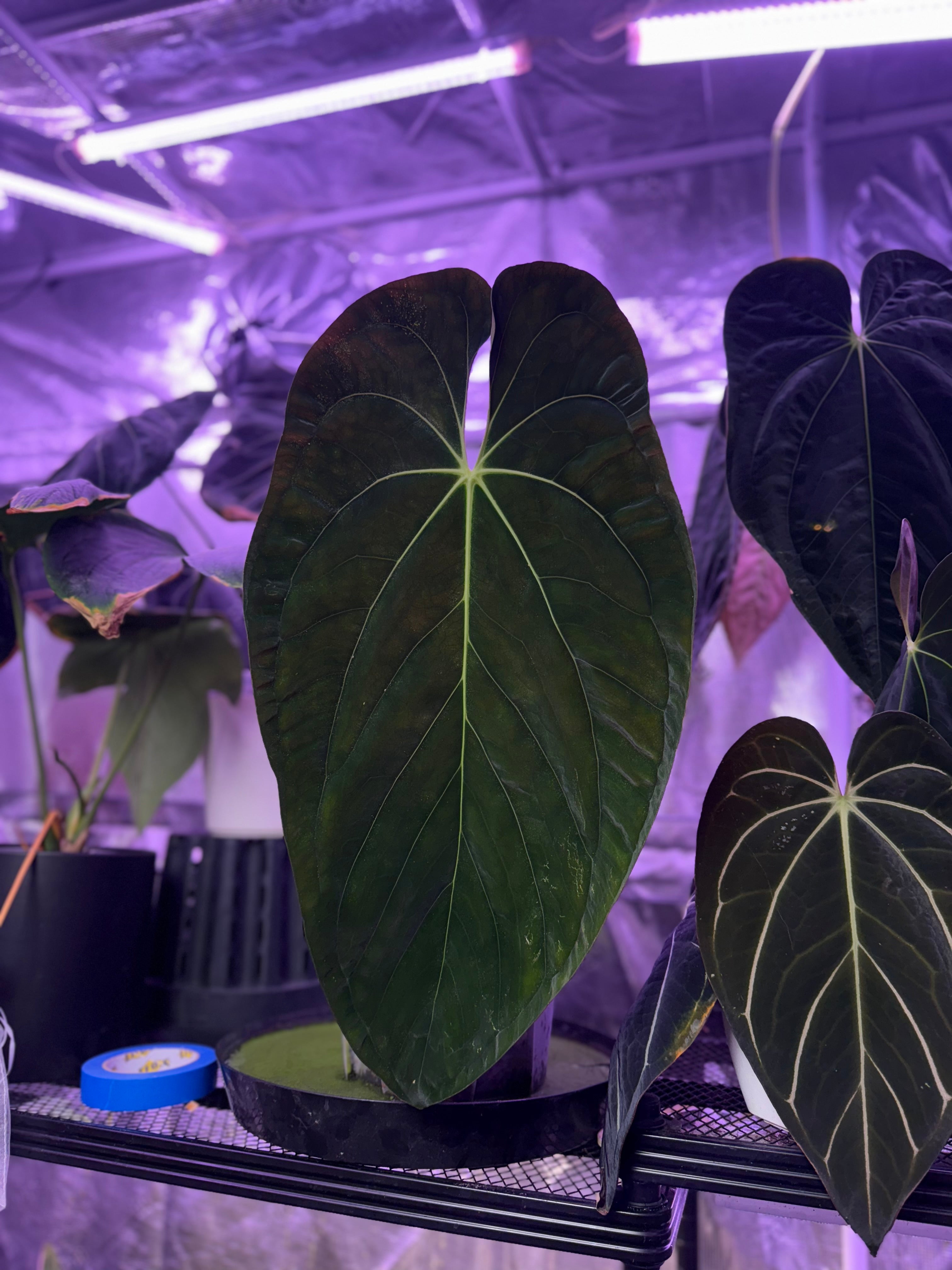 Anthurium papillilaminum RA7 clone