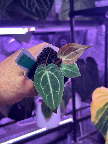 Anthurium Chocolate Crystalx Tezula Red Crystal