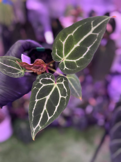 Anthurium Chocolate Crystal x Black Widow Michelle