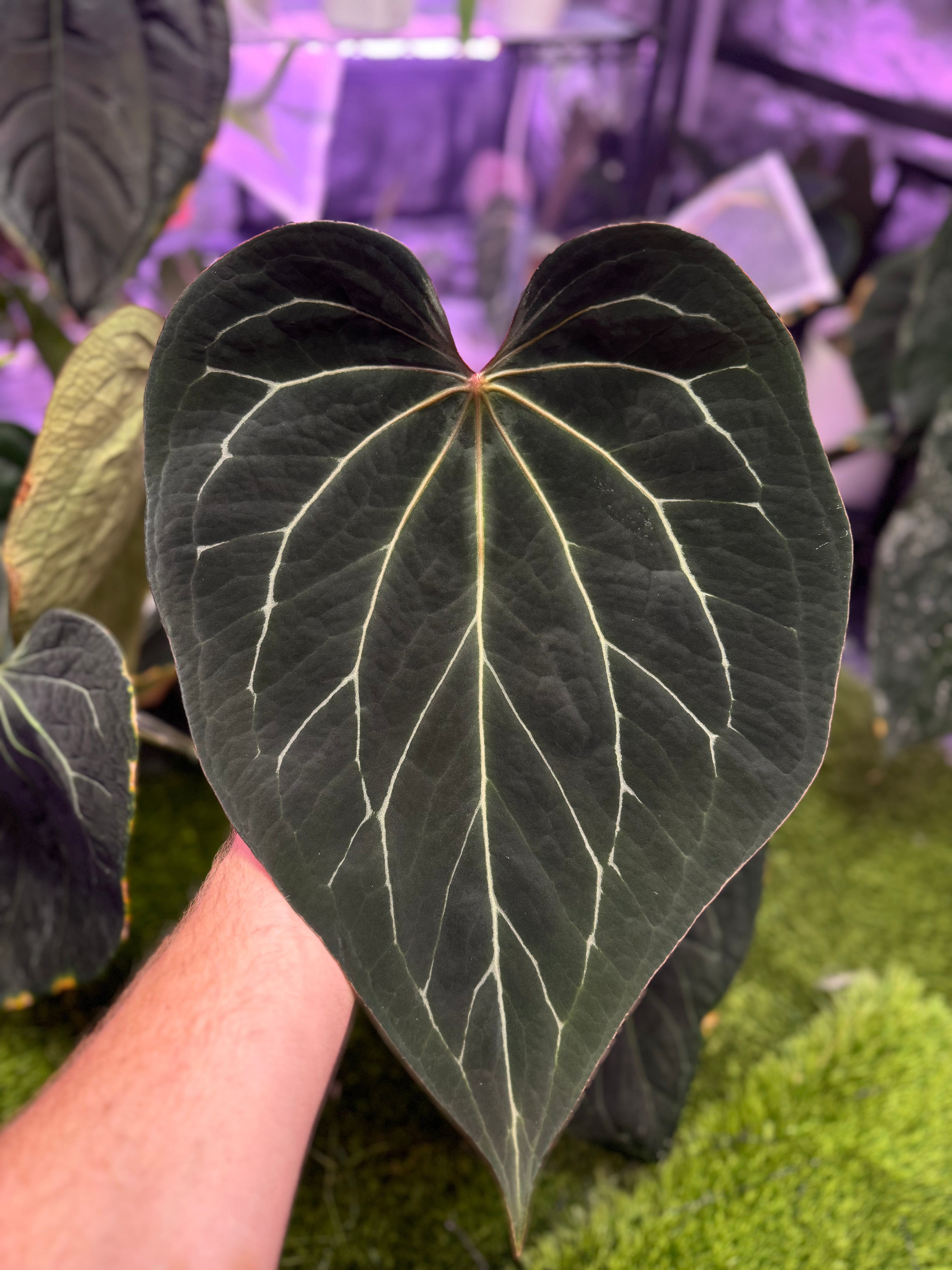 Anthurium “Stripey” x self - germinated seeds
