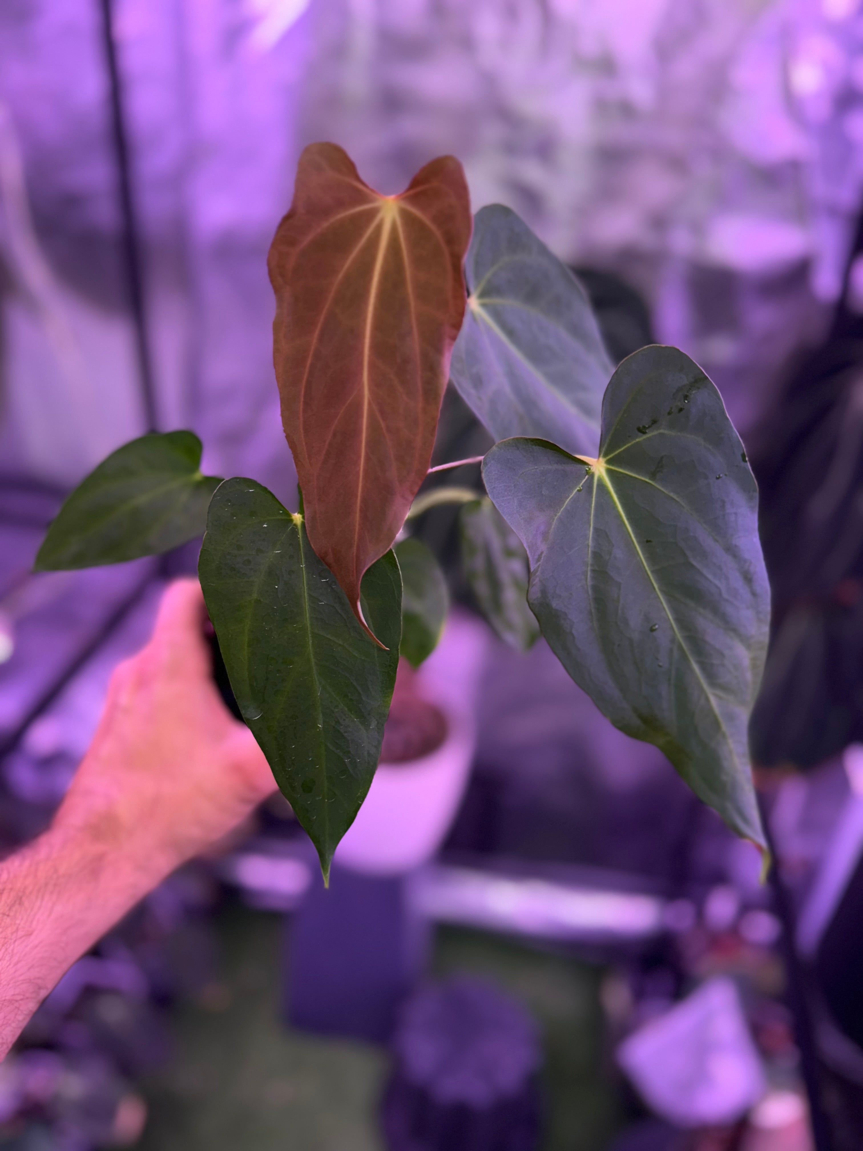 Anthurium (dressleri x carlablackiae ‘narrow’) x sp nov DF