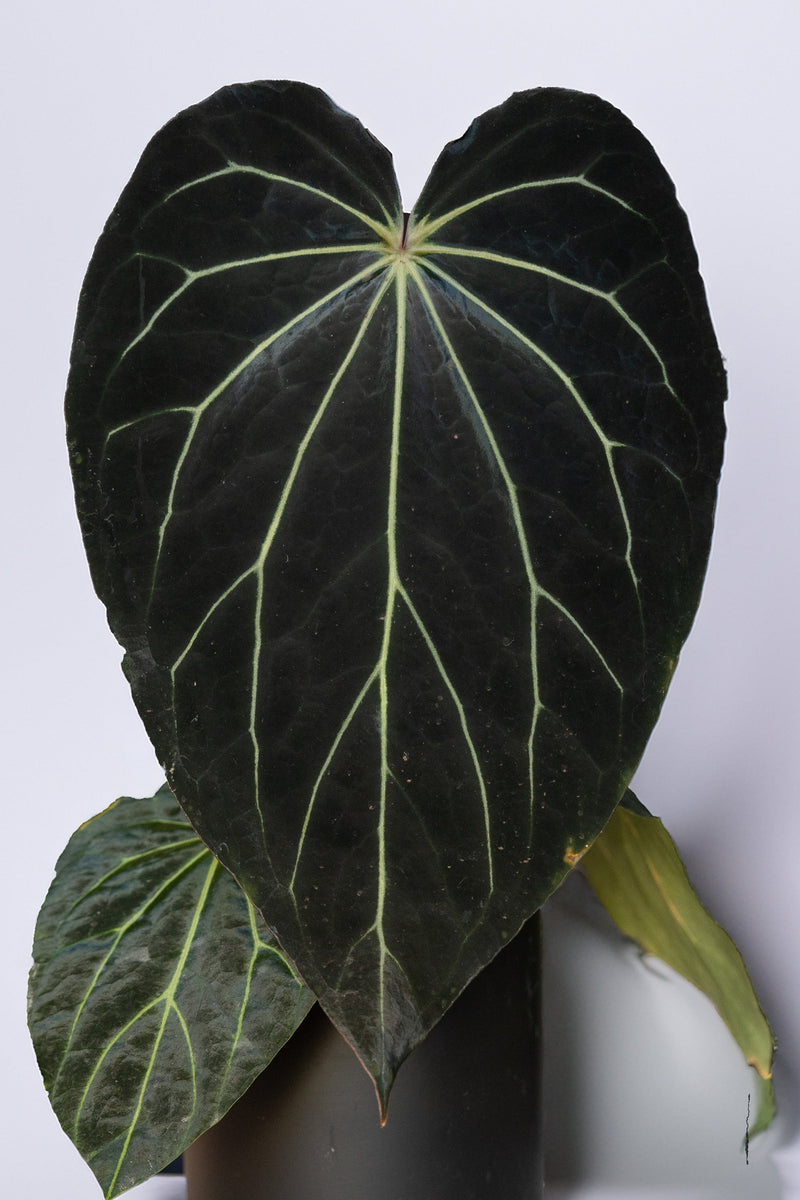 Anthurium " Araña" - carlablackiae 'District' X Black Widow x Michelle