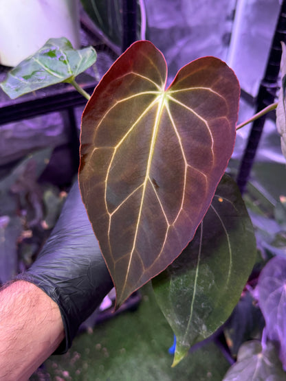 Anthurium carlablackiae District x Black Widow Michelle