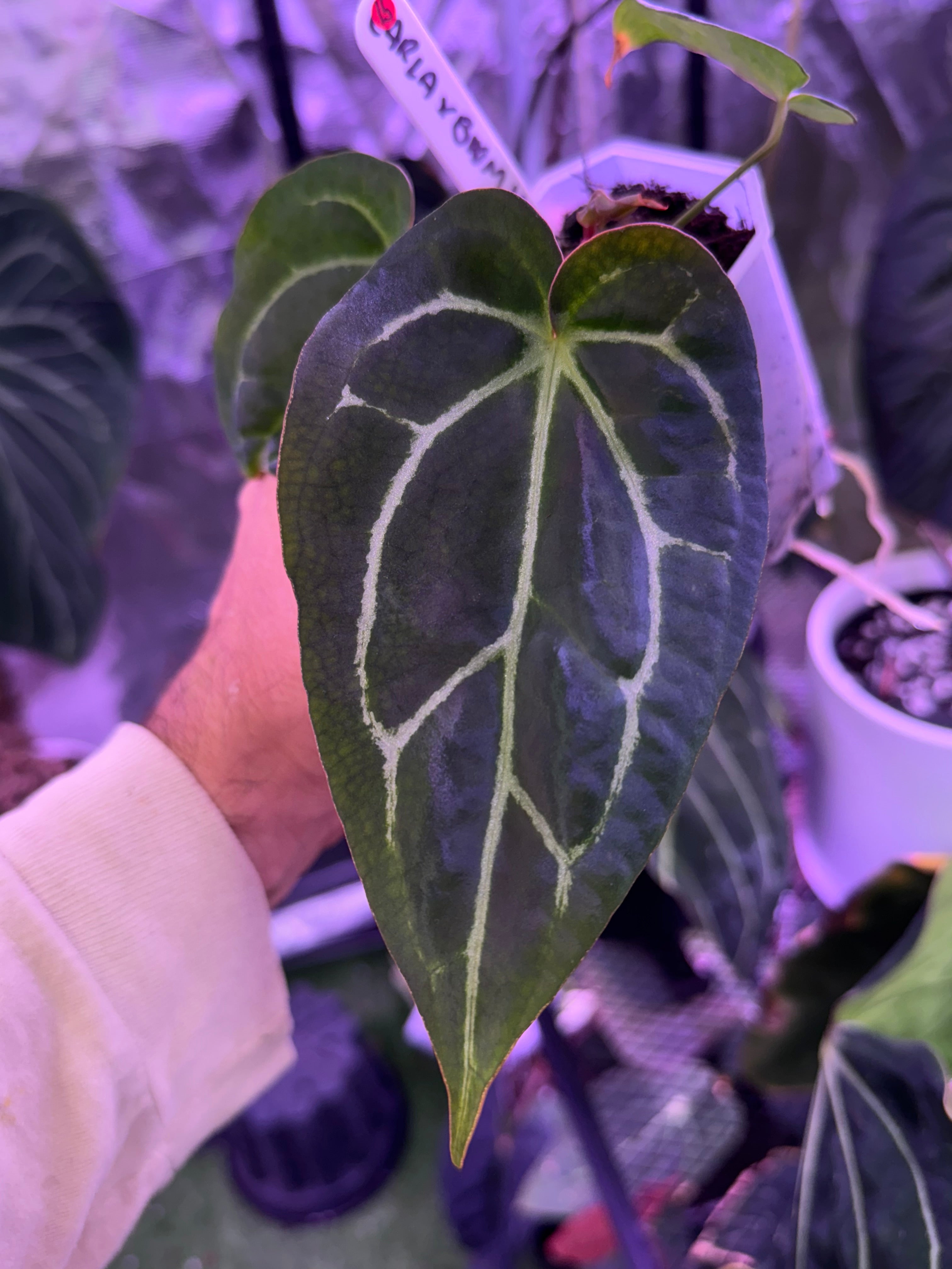 Anthurium (carlabackiae "district" x BWM Buz 2) x Stripey