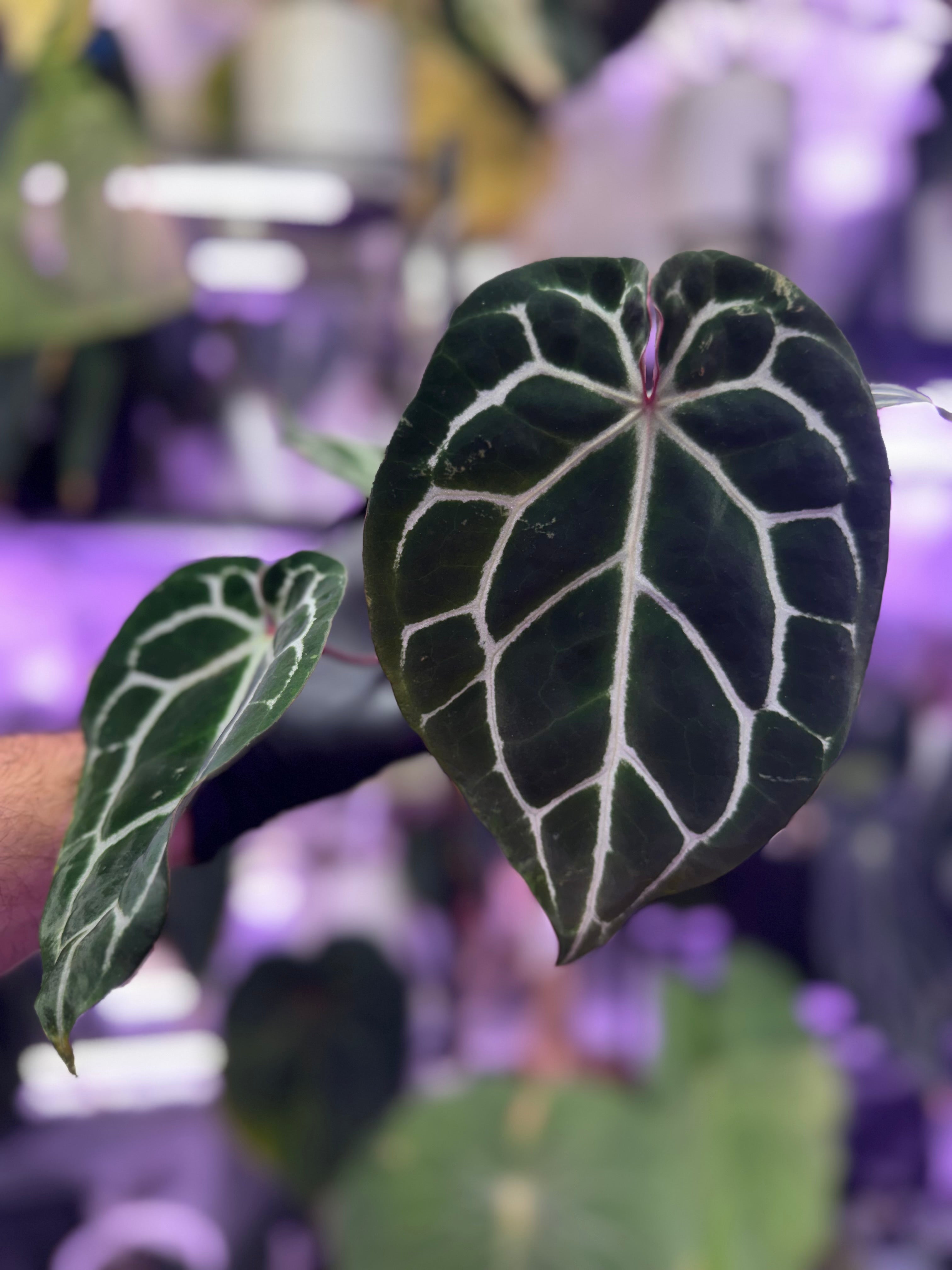 Anthurium crystallinum ‘Chocolate’ x ‘Black Widow x Michelle’