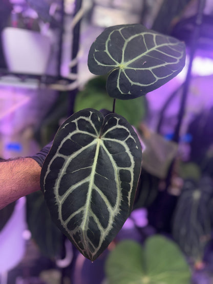 Anthurium carlablackiae (RA4 x RA1)x OG1