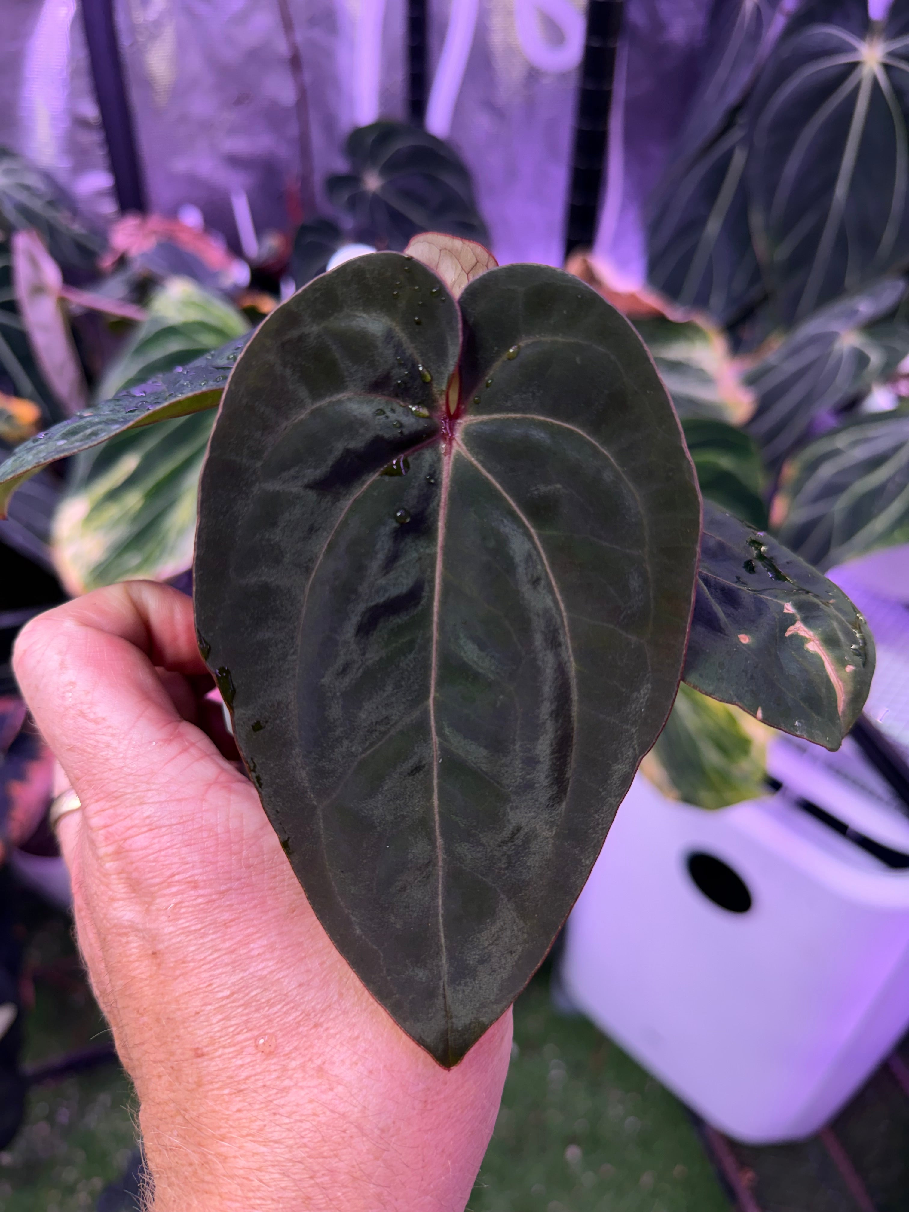Anthurium Blood Moon