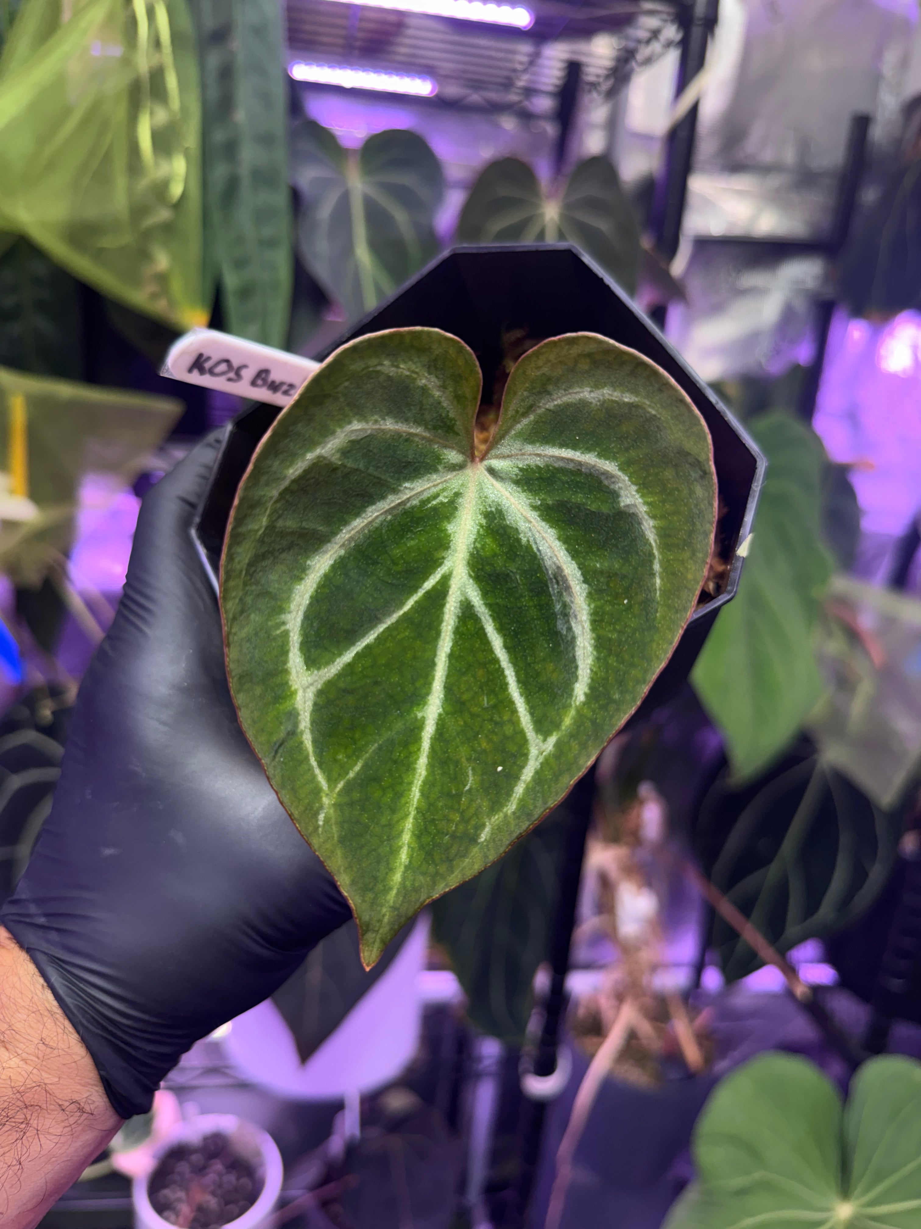 Available plants – Buz Plants