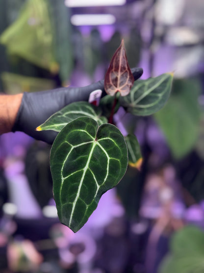 Anthurium (BVEP x “Black Widow x Michelle”) x “Black Widow x Michelle”