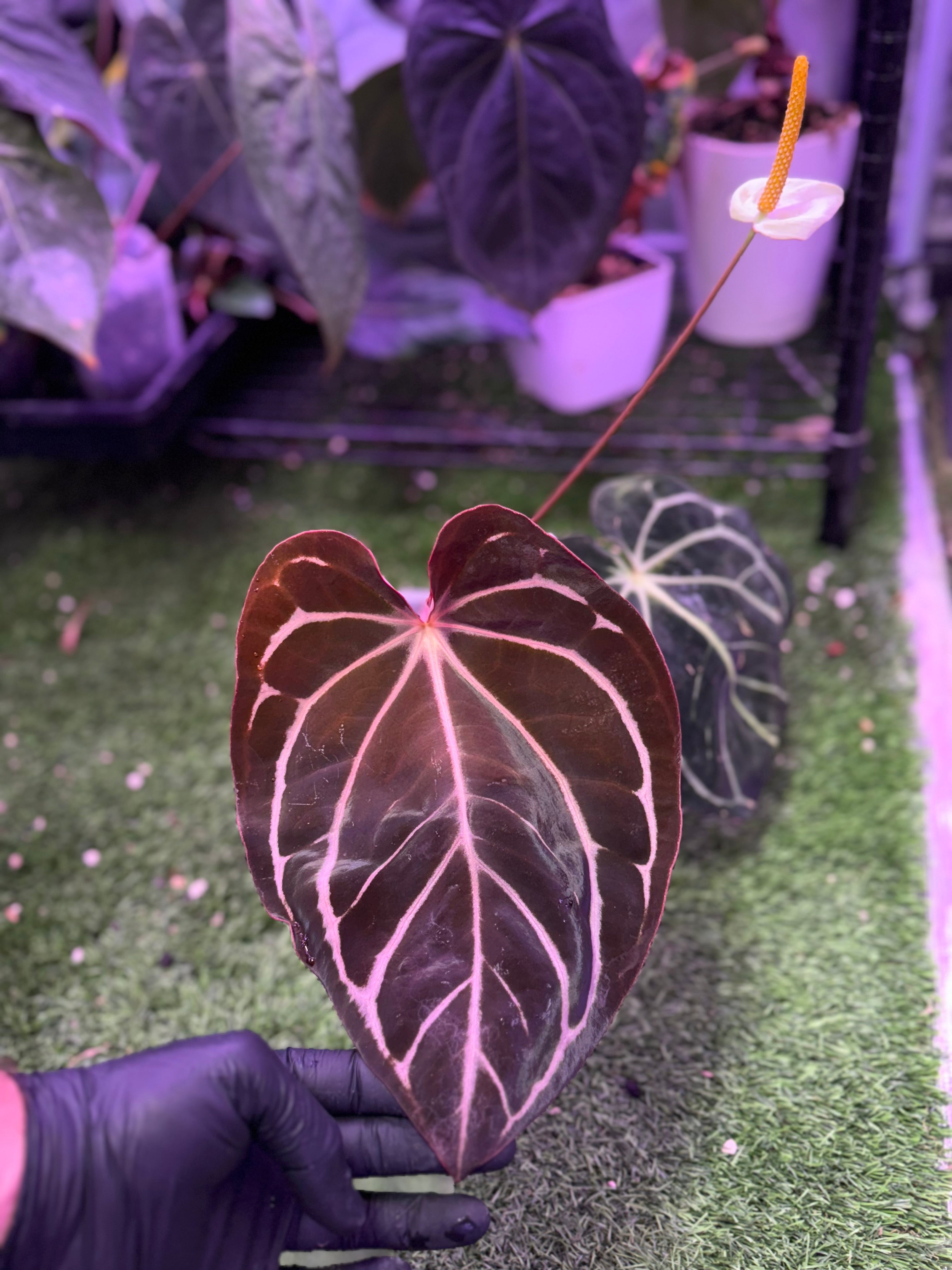 Anthurium carlablackiae RA13 x OG4 *flowering*