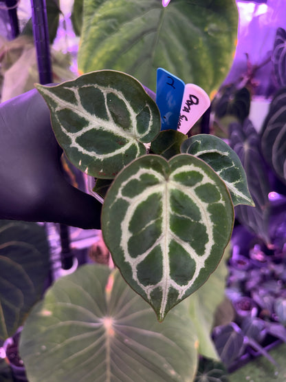 Anthurium dorayaki ‘Super Silver’ x  ‘Black Widow x Michelle’