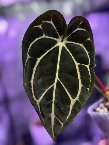 Anthurium carlablackiae RA13 x OG4