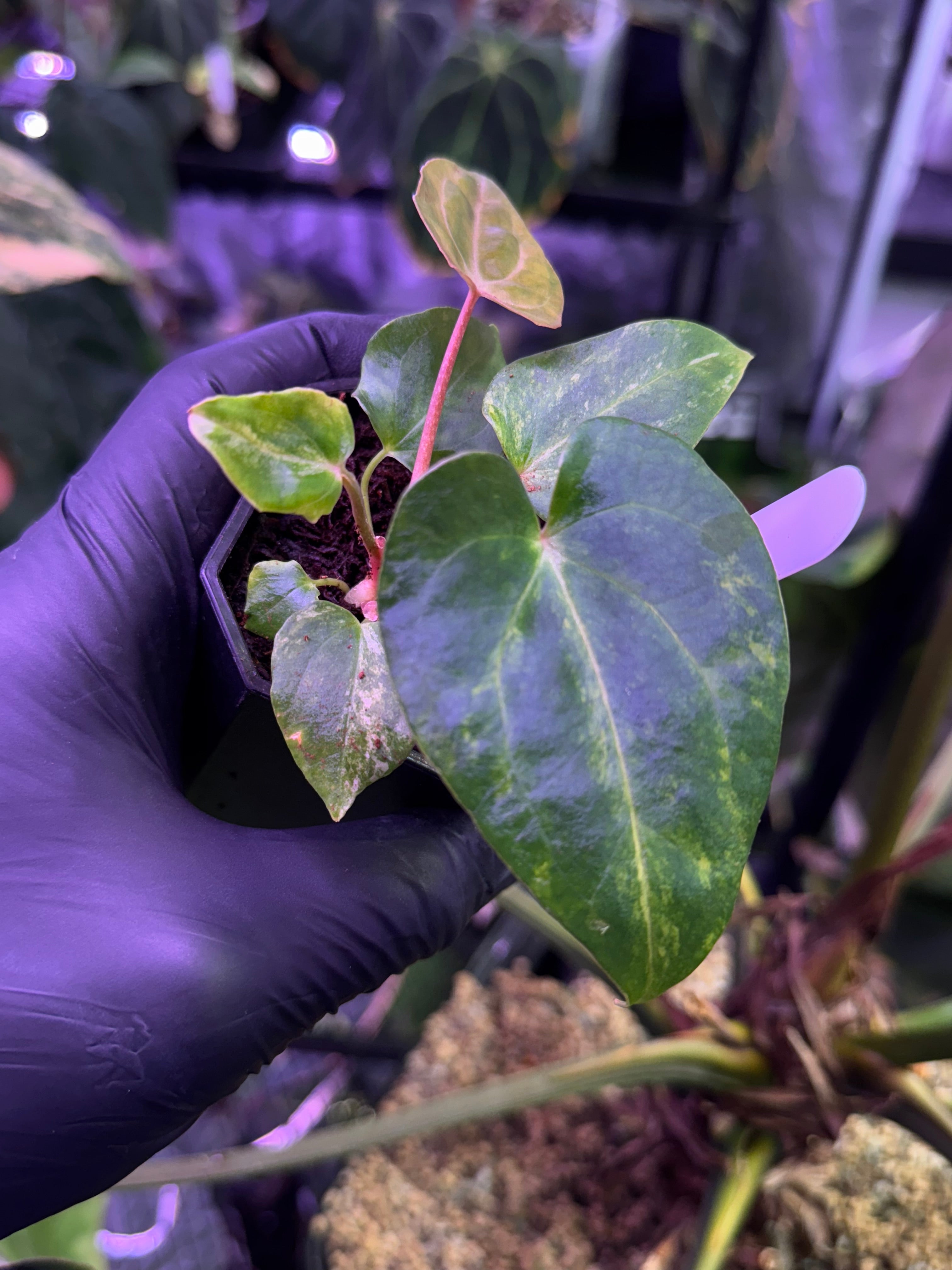 Anthurium ‘Var Pap X’ x ?