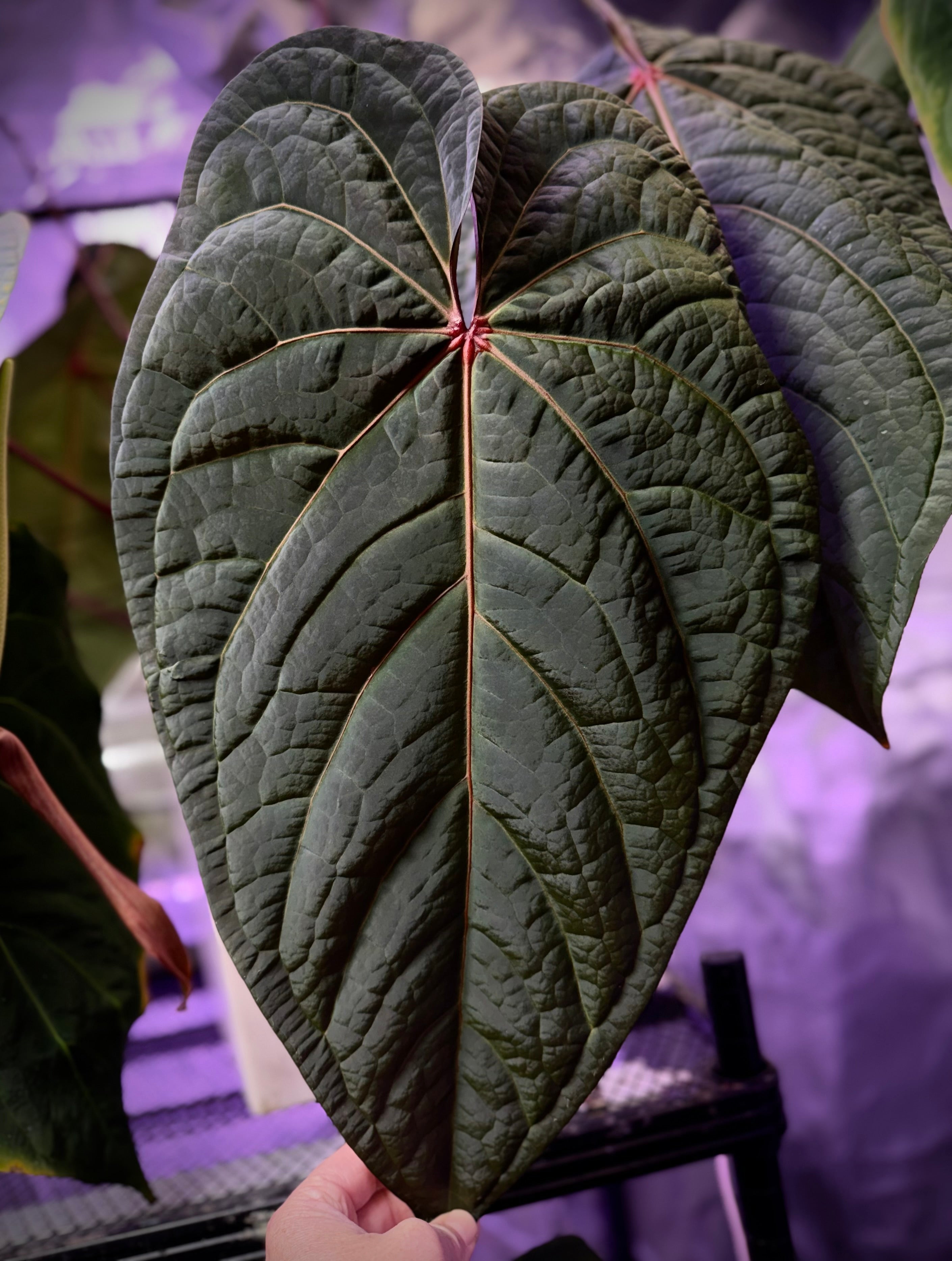 Anthurium ‘Udaka’ clone
