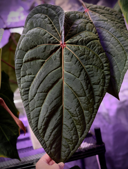 Anthurium ‘Udaka’ clone