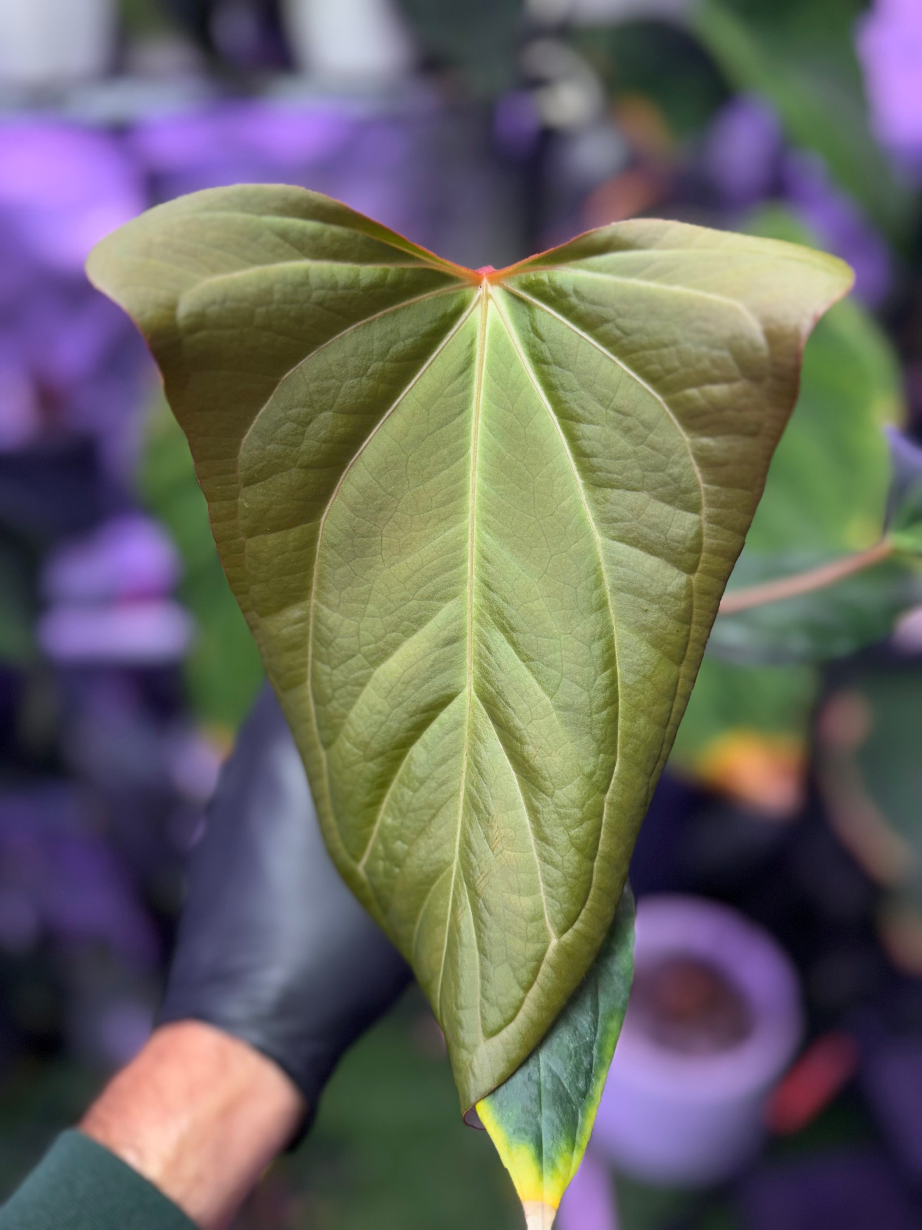 Anthurium carlablackiae "RA15" x ustuopoense