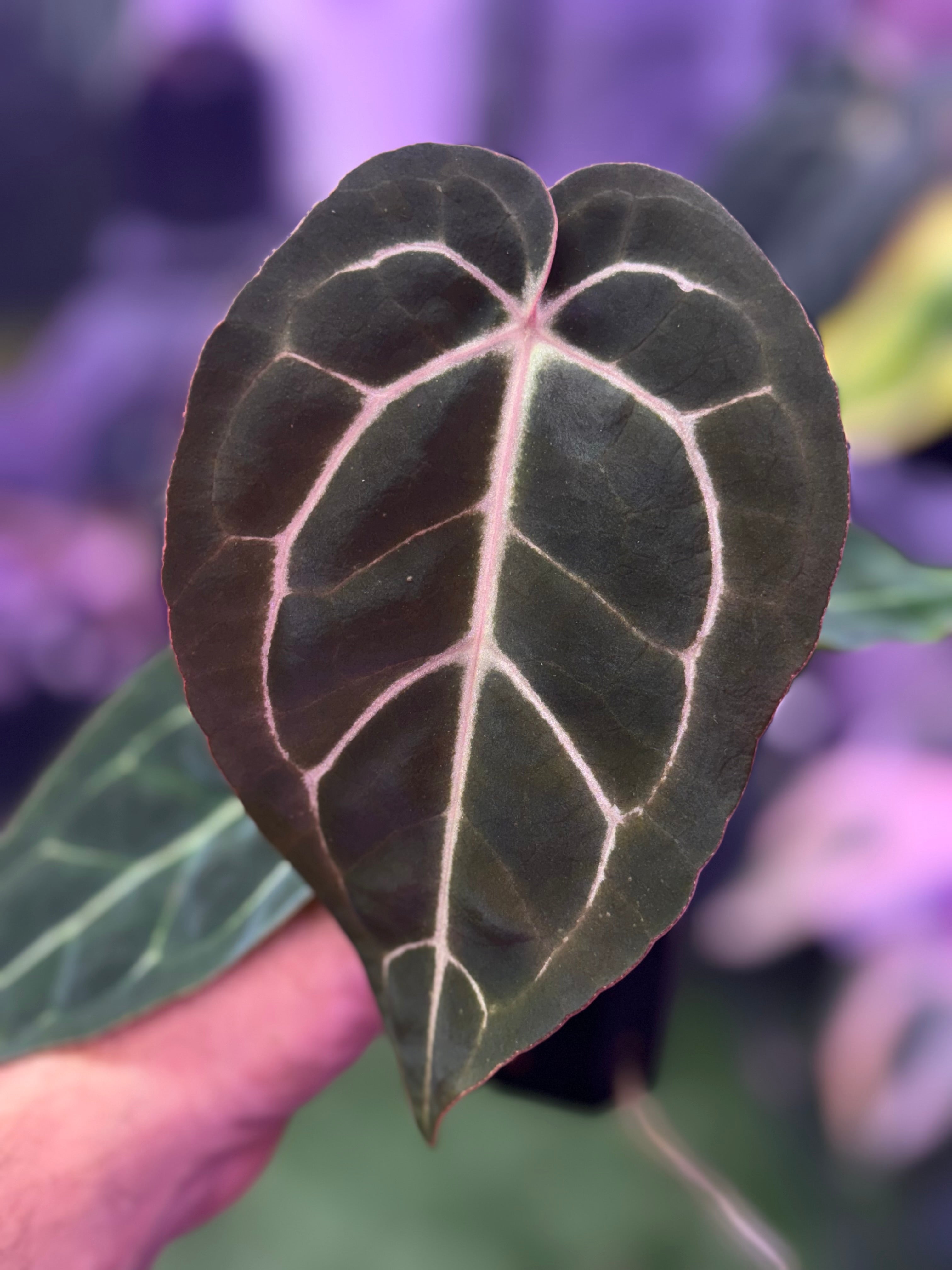 Anthurium carlablackiae "District" x Black Widow Michelle