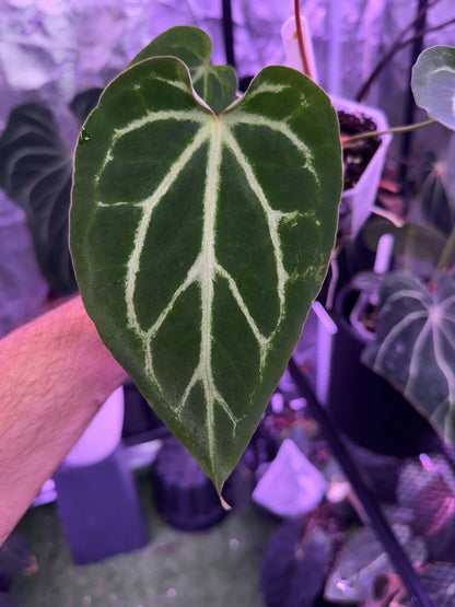 Anthurium FTG x Stripey