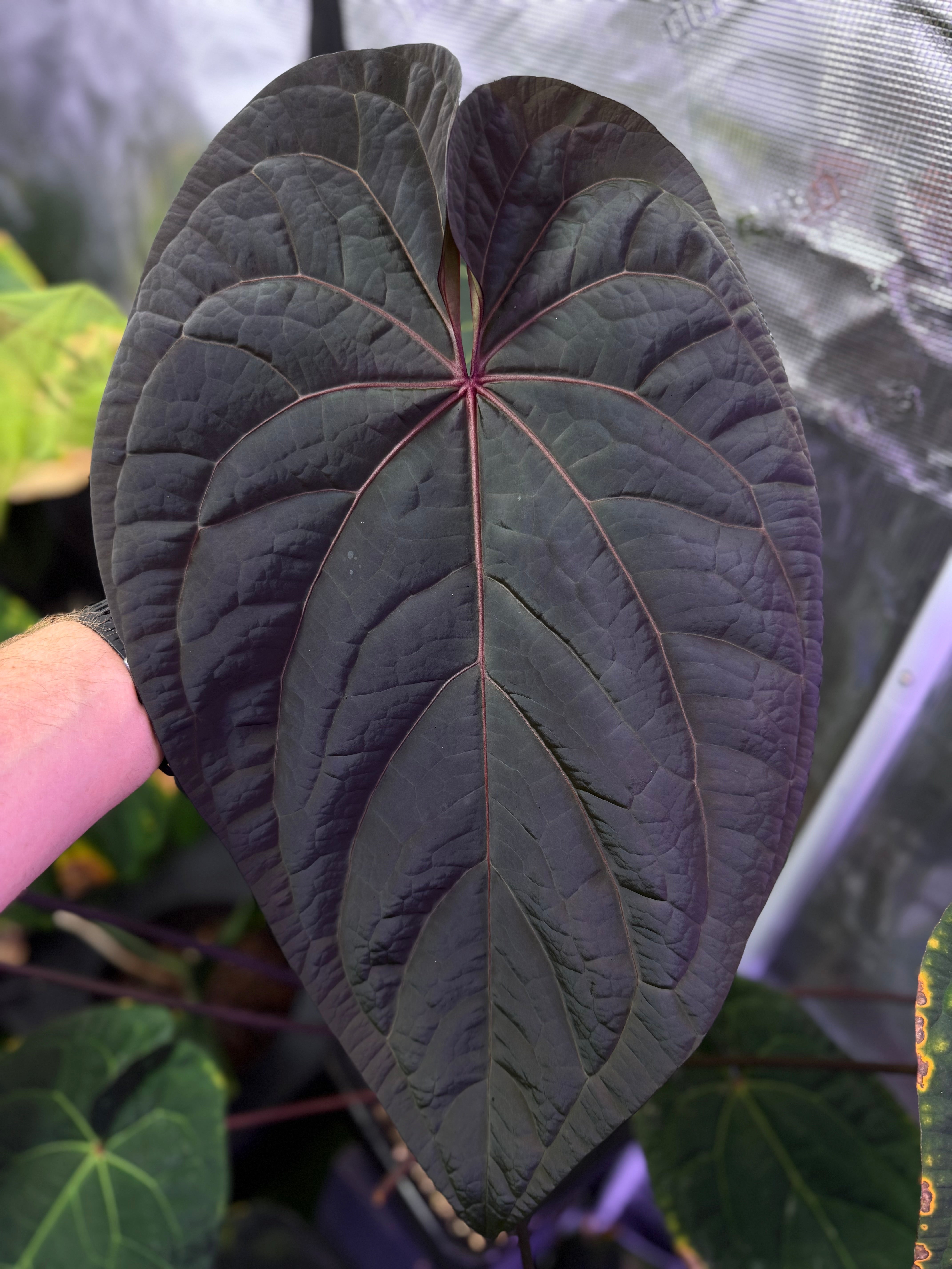 Anthurium ((Circus Peanuts x papillilaminum) x Red crystal)) x RG dressleri clone #2