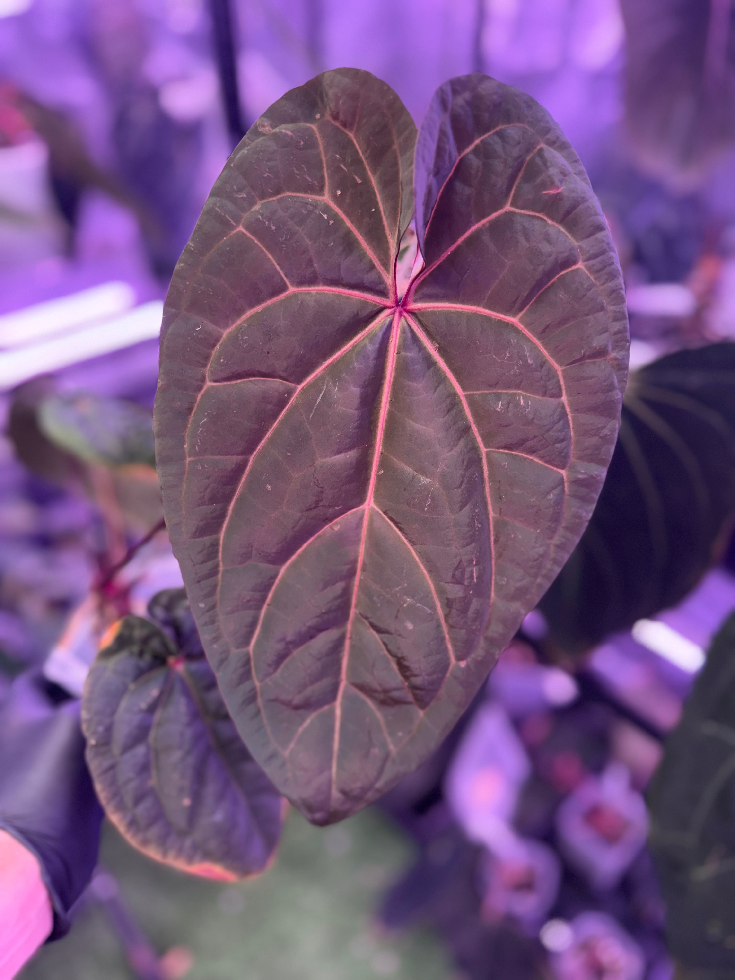 Anthurium ‘Udaka’ clone