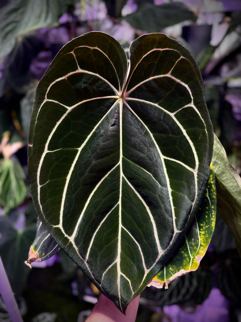 Anthurium carlablackiae RA8