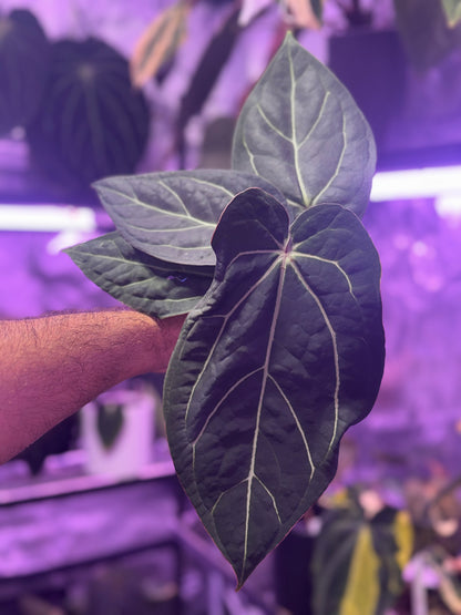 Anthurium Tim Andersons “Stripey” x carlablackiae RA6