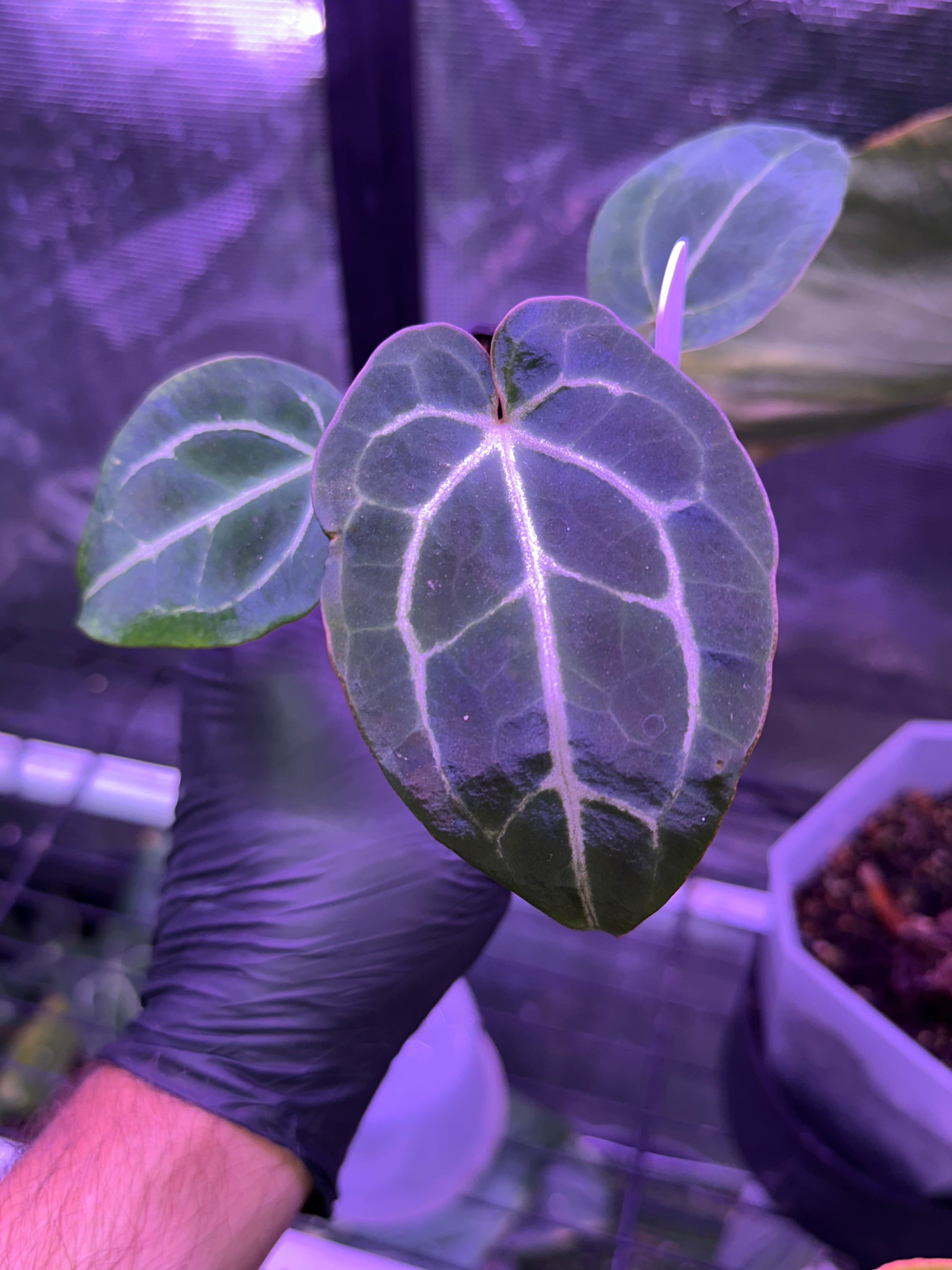 Anthurium Chocolate Crystal x Black Widow Michelle