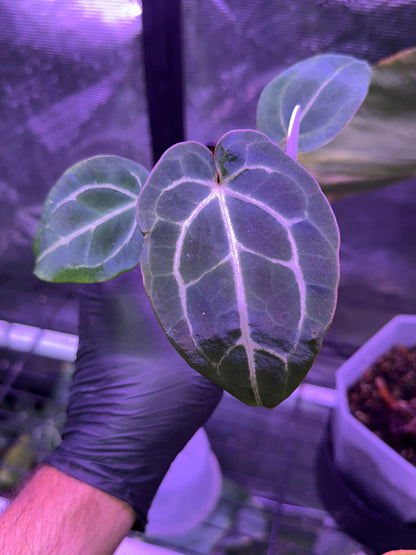 Anthurium Chocolate Crystal x Black Widow Michelle