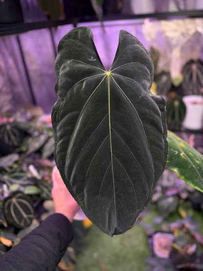 Anthurium Panamama 3.0 x sp. nov. DF 2
