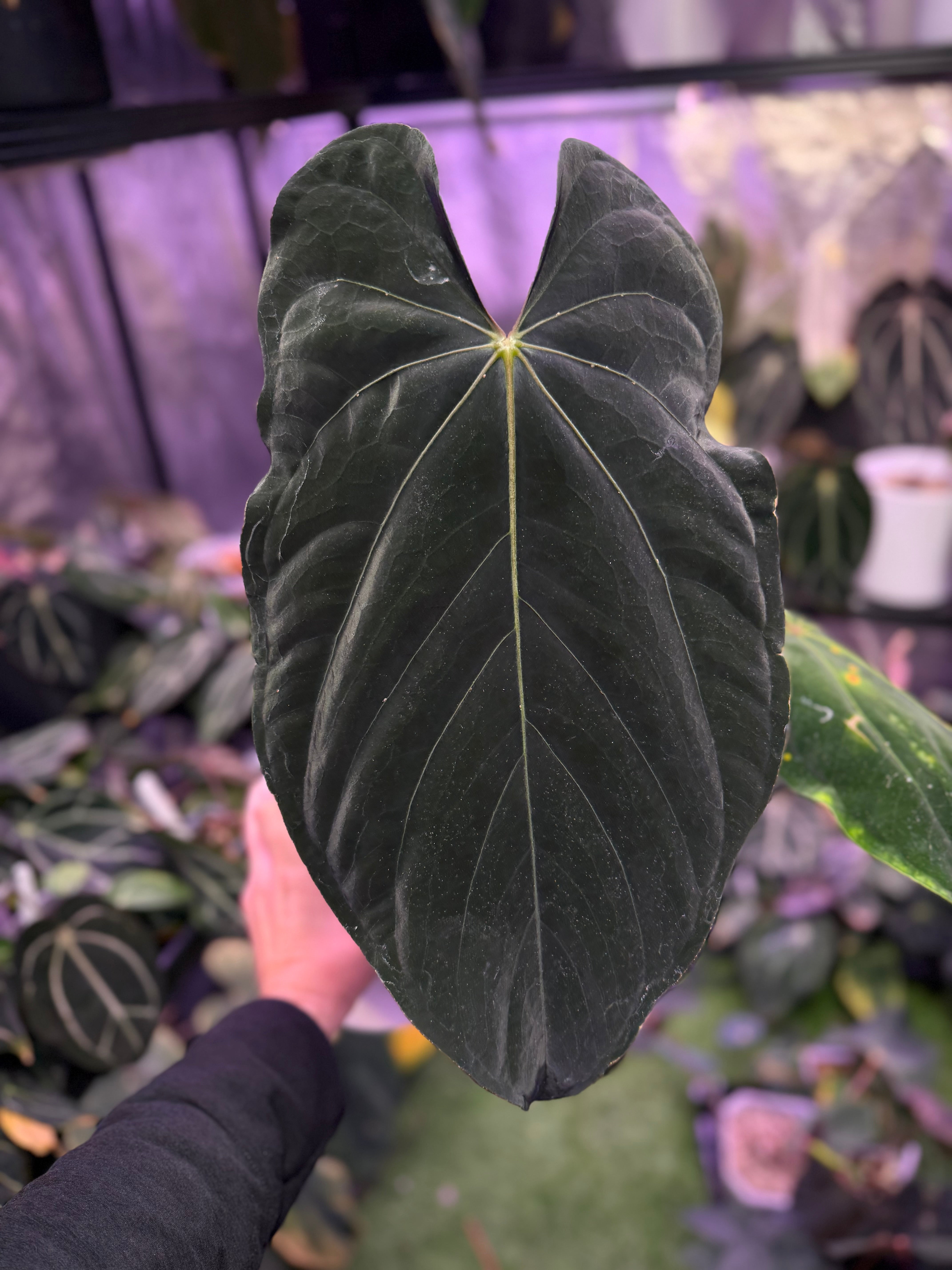 Anthurium Panamama 3.0 x sp. nov. DF 1