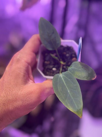 Anthurium BWMDB#1 x Dorito