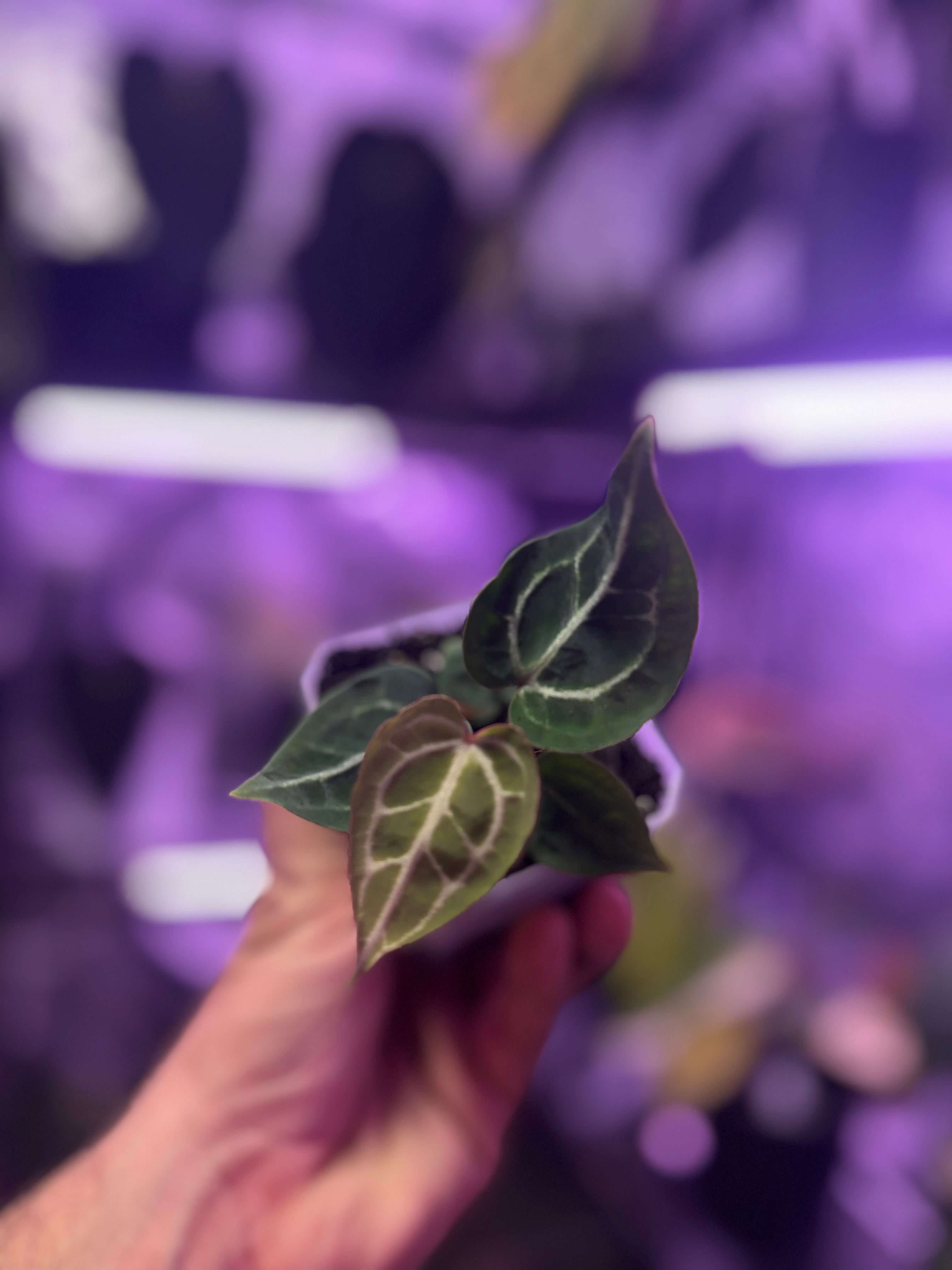 Anthurium crystallinum Chocolate x Tezula Red Crystal