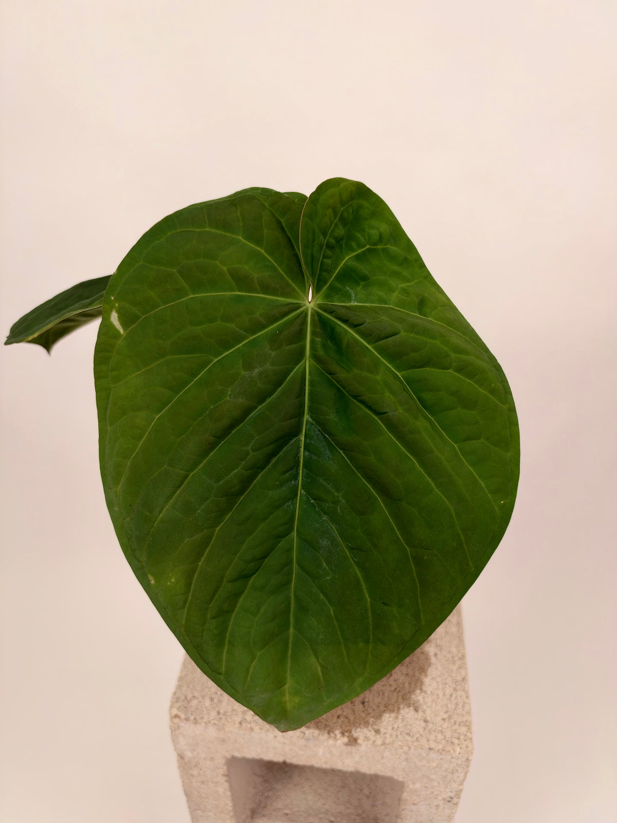Anthurium "Udaka" x kunayalense "RA2"