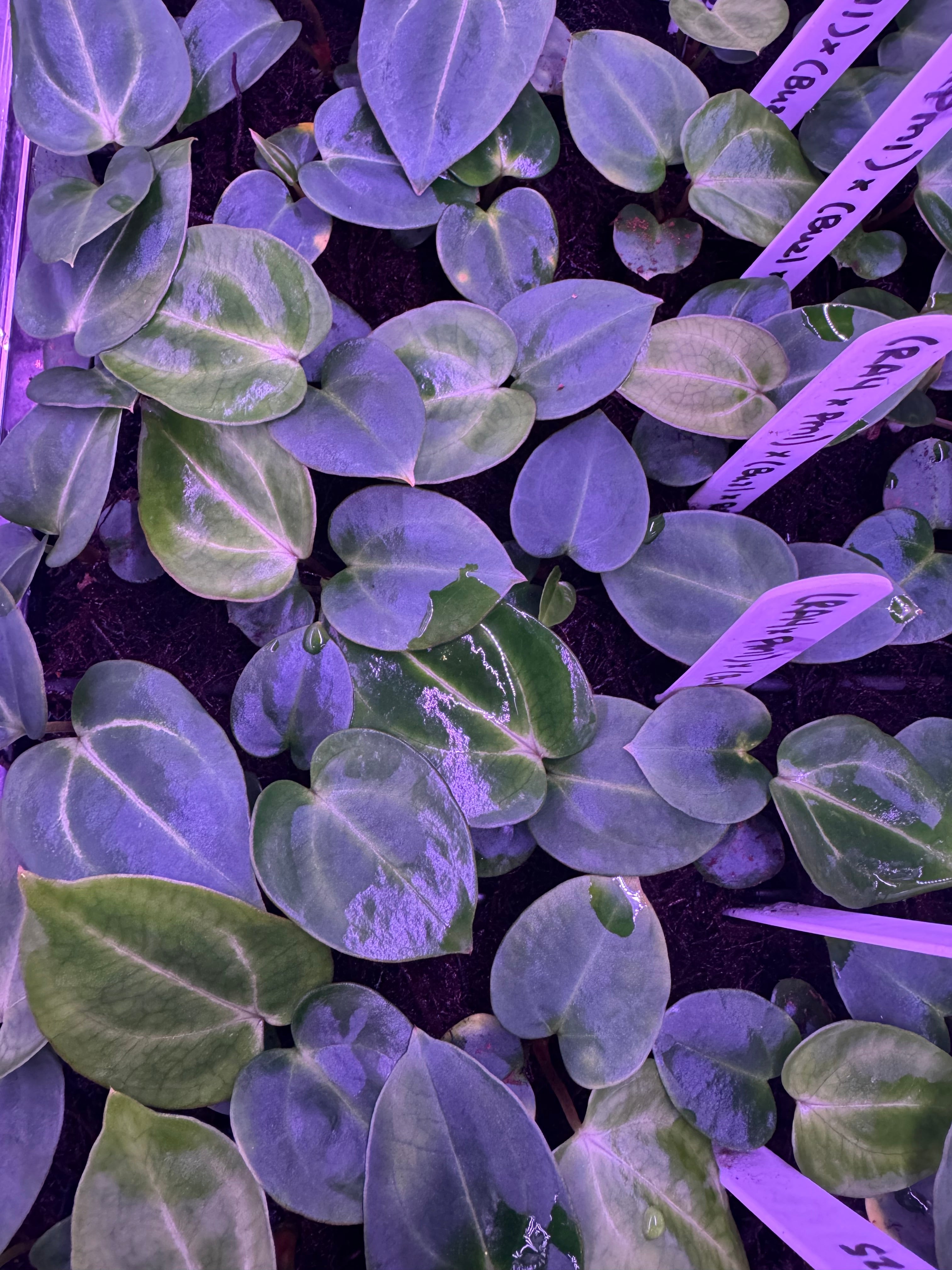 Anthurium carlablackiae (RA4 x PM1) x (Buz1 x RA8)