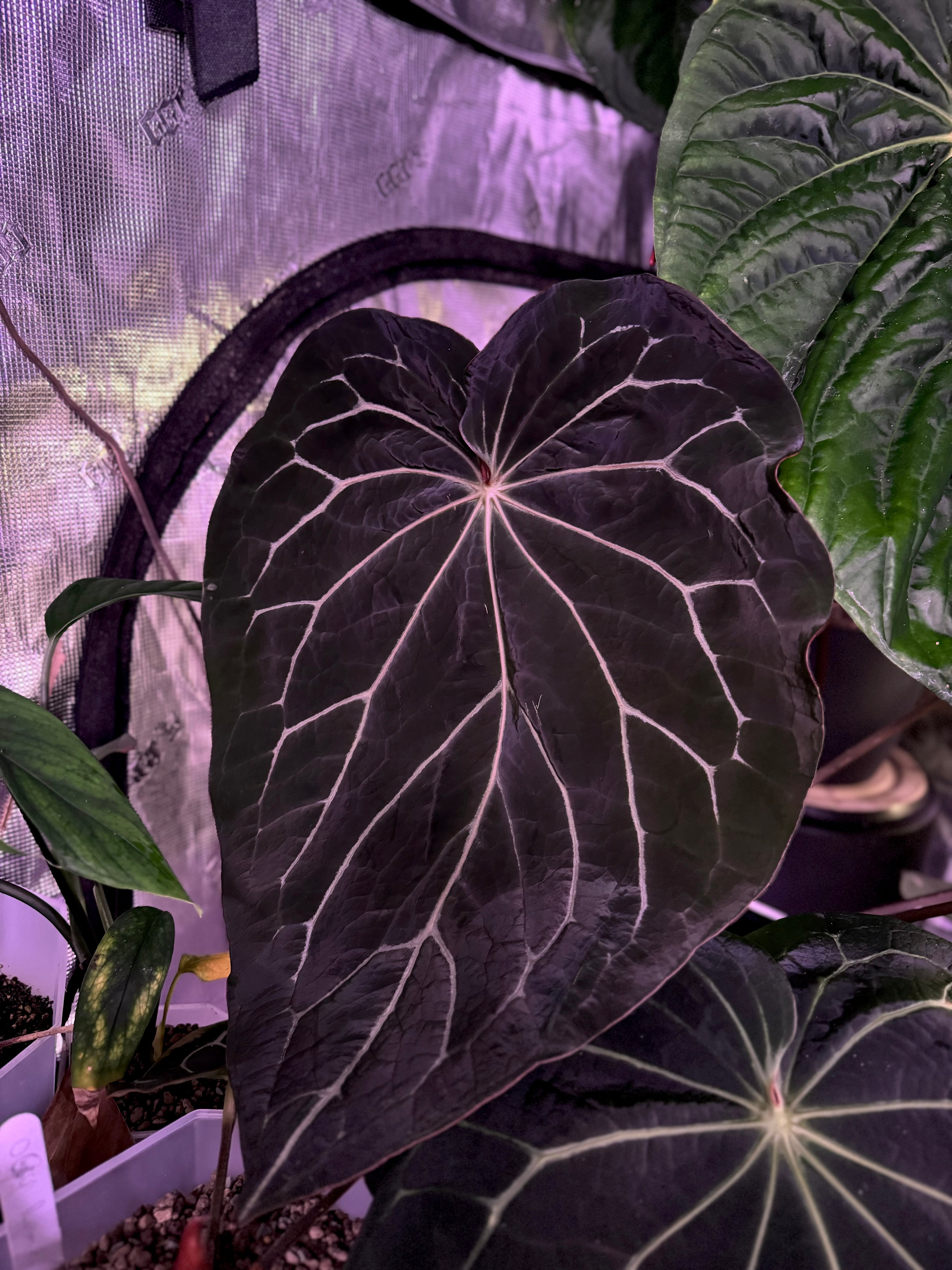 Anthurium crystallinum ‘Chocolate’  x ‘Black Widow x Michelle’