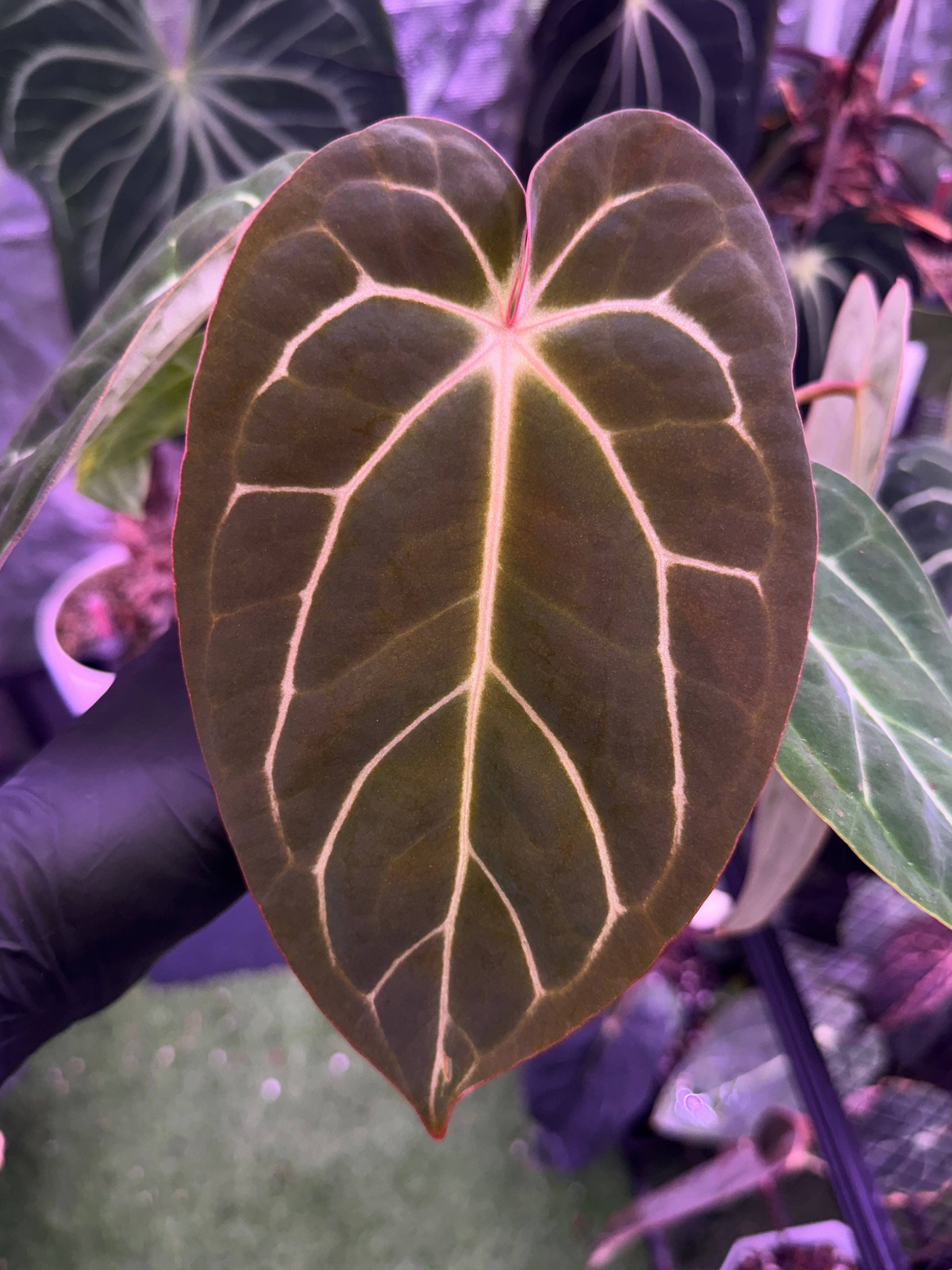 Anthurium Stripey x carlablackiae RA6