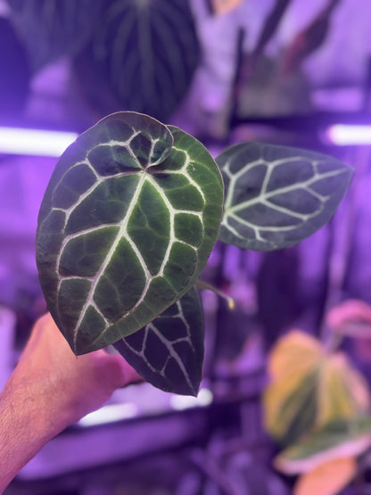 Anthurium (BVEP x Black Widow Michelle) x Black Widow Michelle