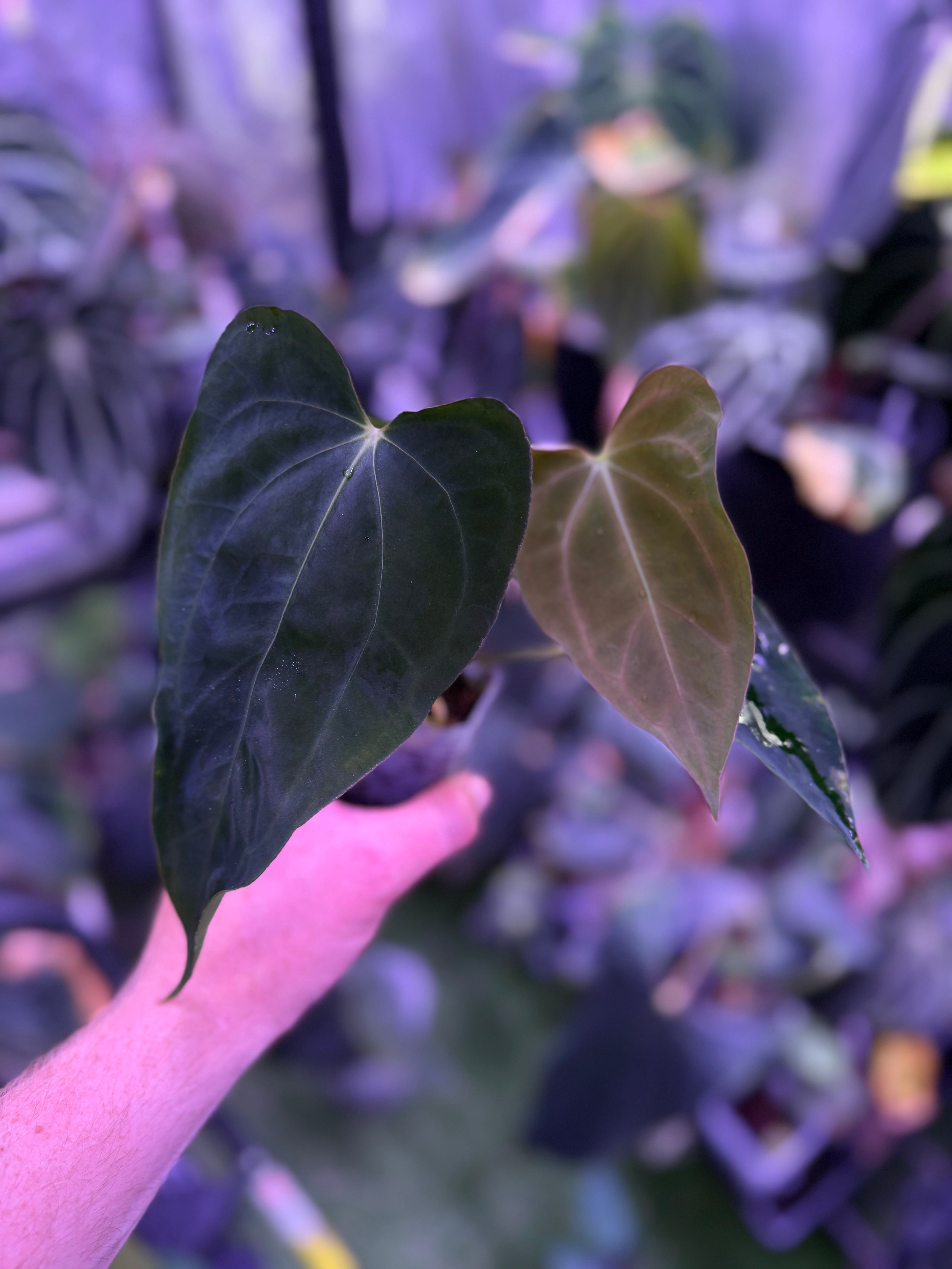 Anthurium carlablackiae 'District' X sp. nov. DF Y