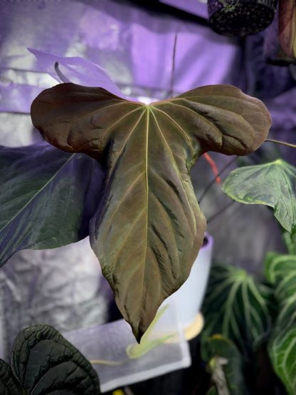 Anthurium Panamama 3.0 x sp. nov. DF 2