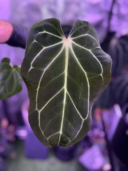 Anthurium carlablackiae RA4 x Snake Oil