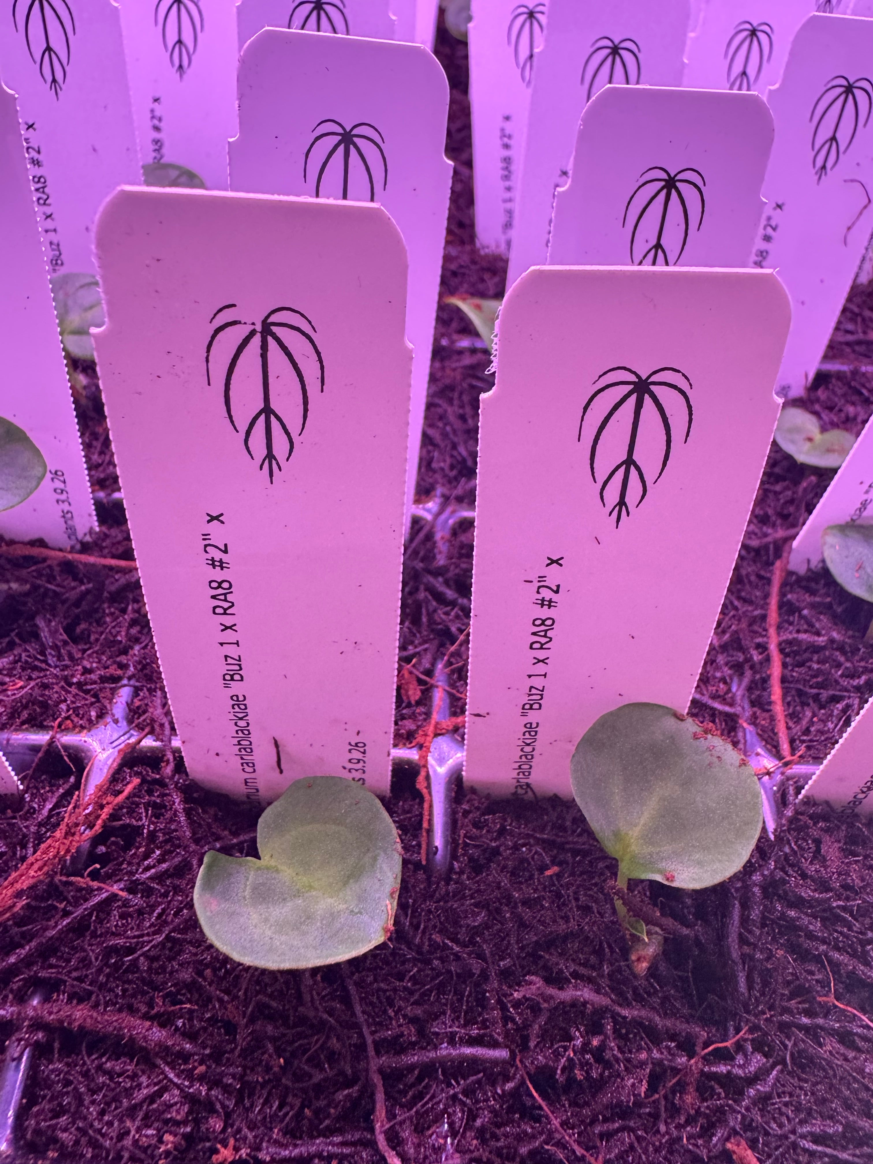 Anthurium carlablackiae “Buz1 x RA8 #2” x RA4 seedling – Buz Plants