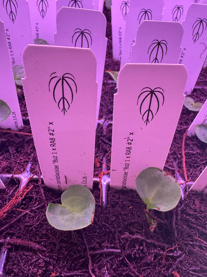 Anthurium carlablackiae “Buz1 x RA8 #2” x RA4 seedling