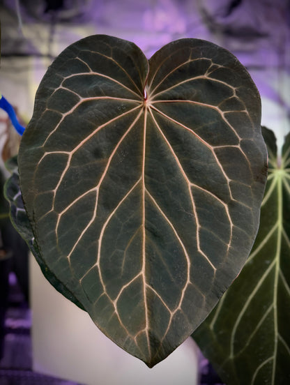 Anthurium (BVEP x ‘Black Widow x Michelle) x ‘Black Widow x Michelle’