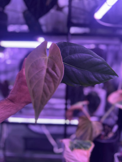 Anthurium NSE portillae x dressleri Rg F1