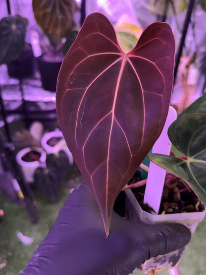 Anthurium Black Cherry x carlablackiae RA8