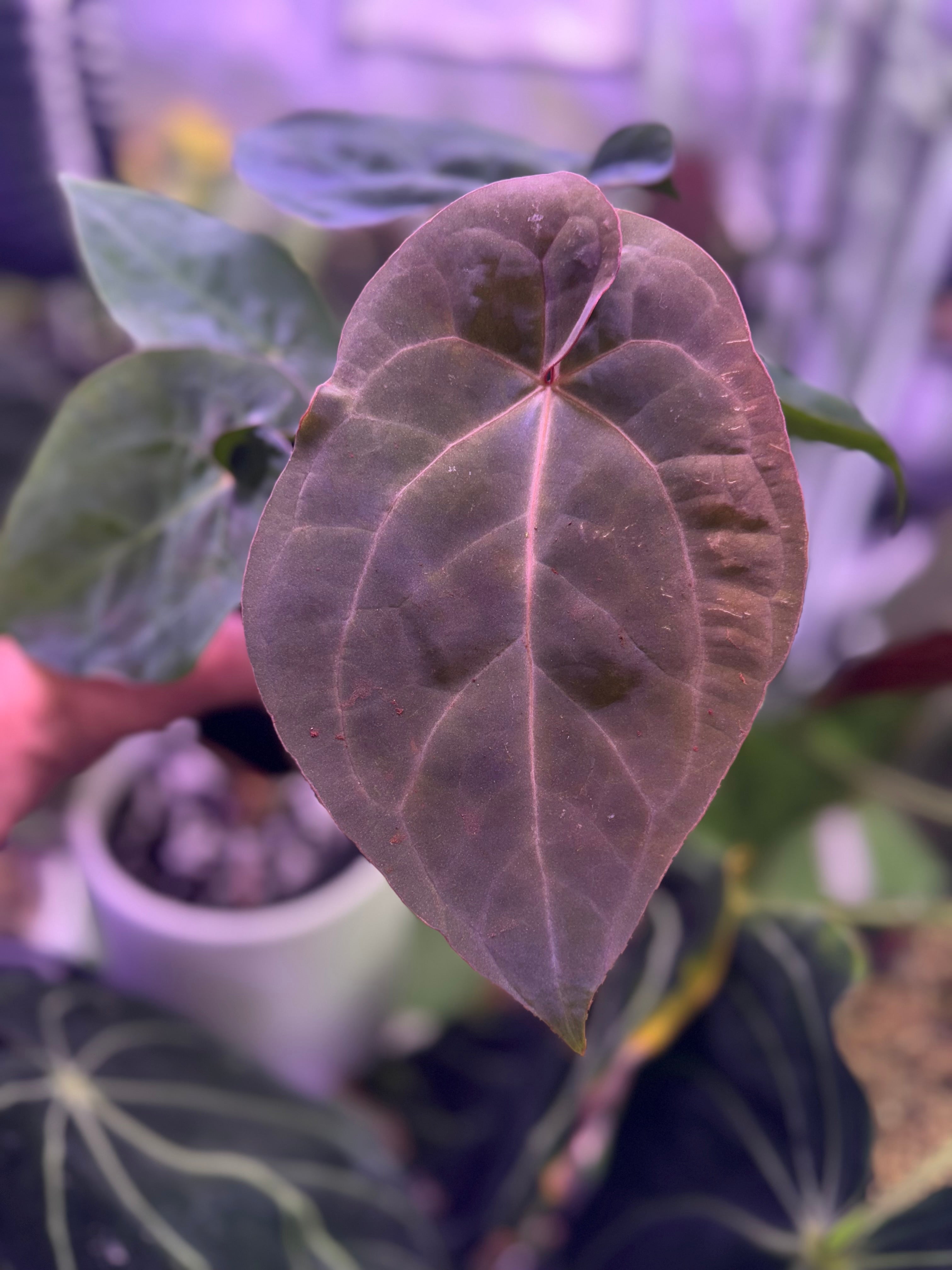 Anthurium Ace of Purple x BVEP