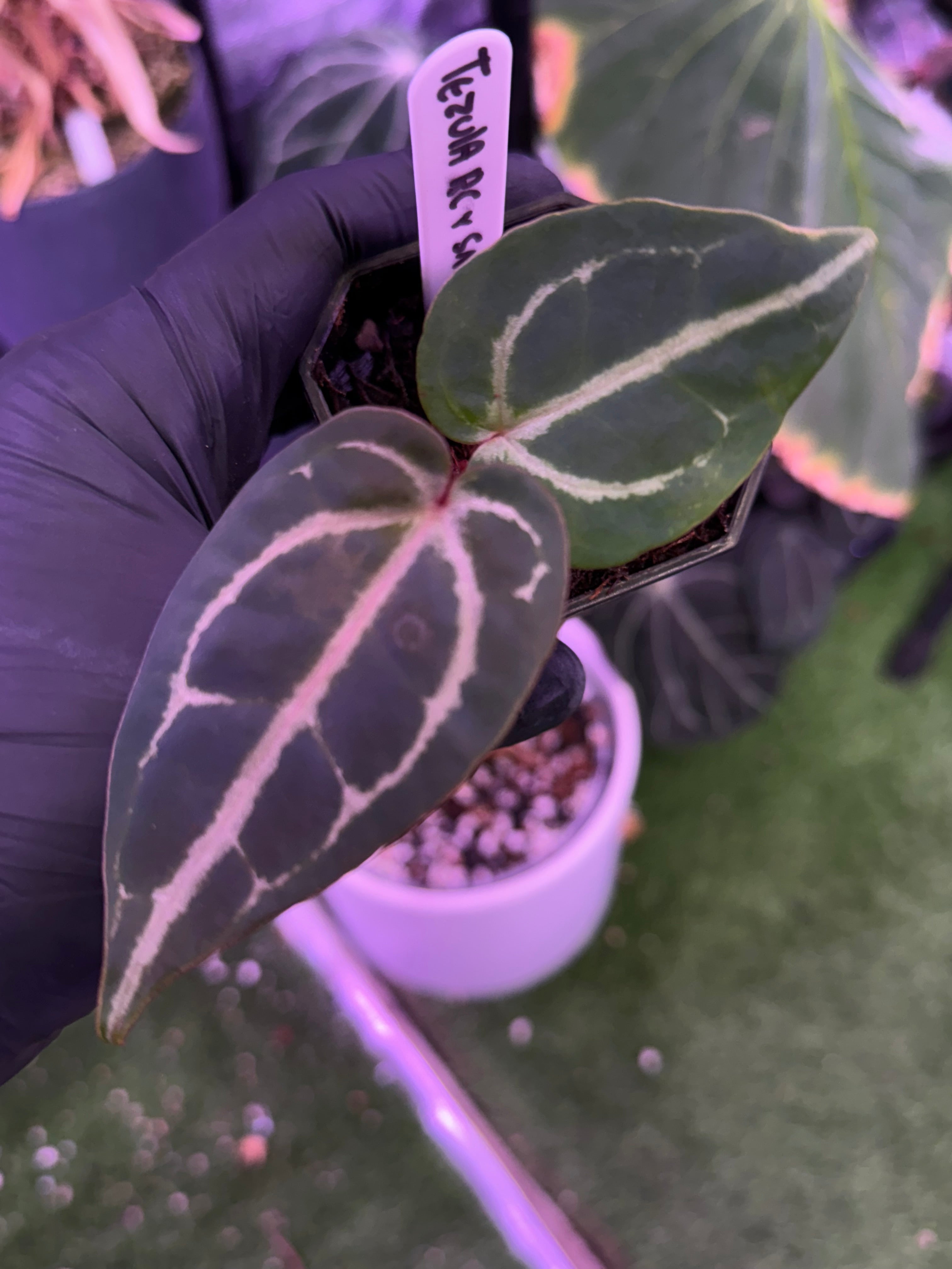 Anthurium Tezula Red Crystal x Snake Oil